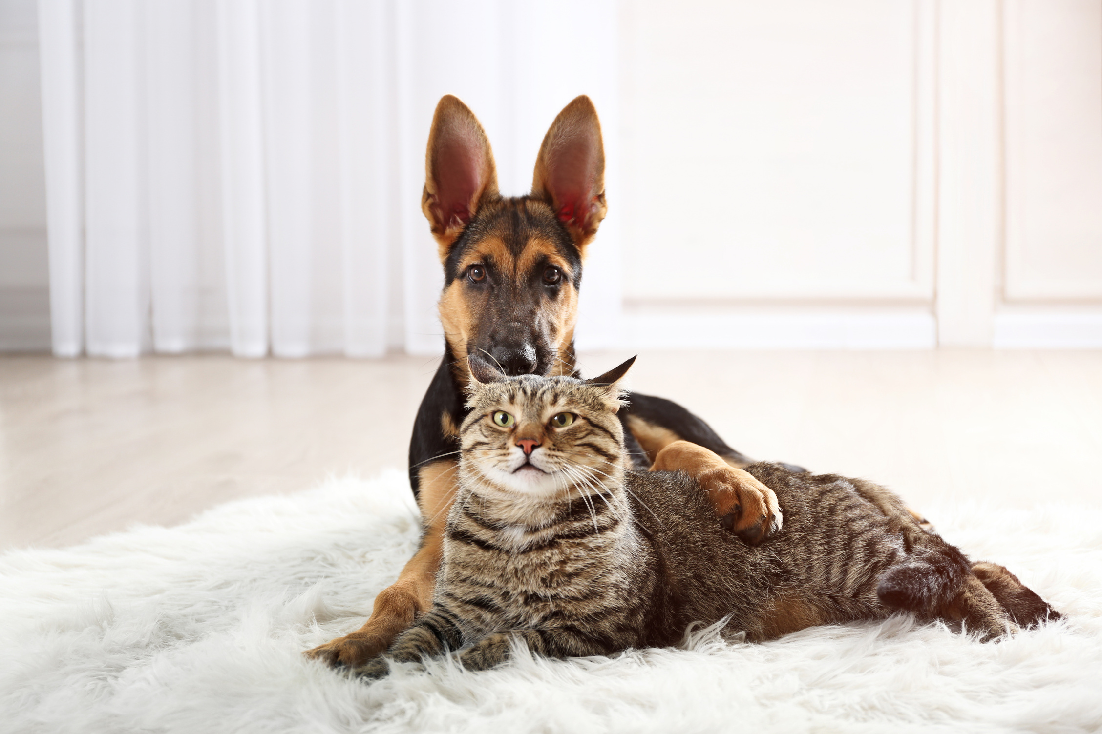 Cat and Dog on Carpet